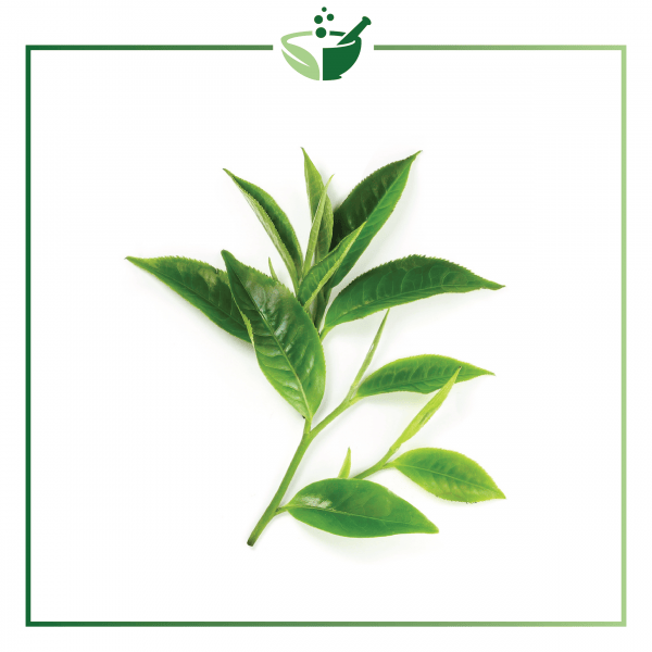 Green Tea Powder-01